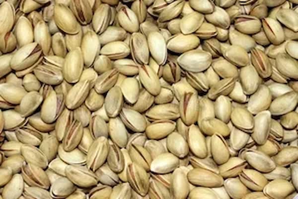 تصویر 2 از فروش پسته کله قوچی درشت + قیمت خرید به صرفه